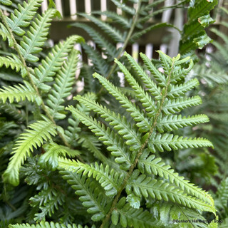 Dryopteris filix mas 'Furcans' 5L