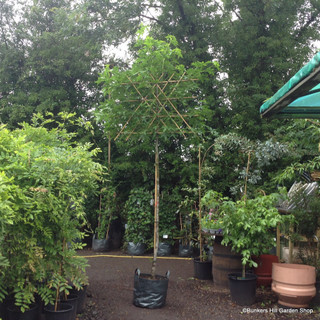 Pleached Liquidambar styraciflua (8/10cm) 2m stem