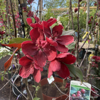 Malus 'Royalty' (Crabapple) BAREROOT