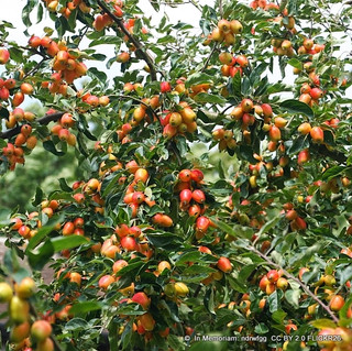 Malus 'John Downie' (Crabapple) BAREROOT