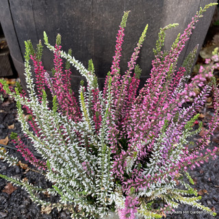 Calluna 'Beauty Ladies Trio' (heather)