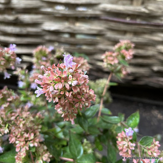 Abelia 'Raspberry Profusion' 10L