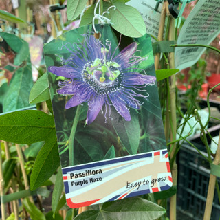 Passiflora 'Purple Haze' (passionflower)