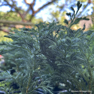 Chamaecyparis pisifera 'Boulevard' (Baby Conifer Mix)