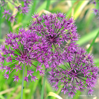 Allium 'Magic' - 6 bulbs