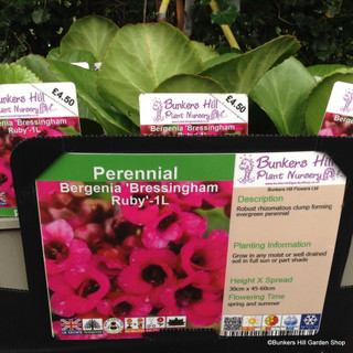 Bergenia 'Bressingham Ruby'-1L