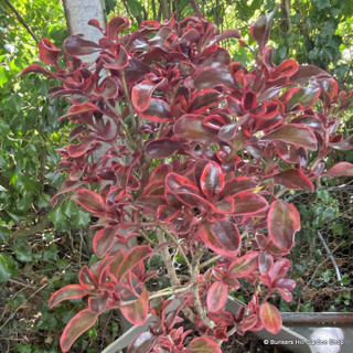 Coprosma - rainbow mix