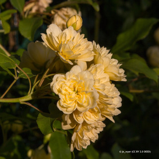 Rosa banksiae 'Lutea' 3L