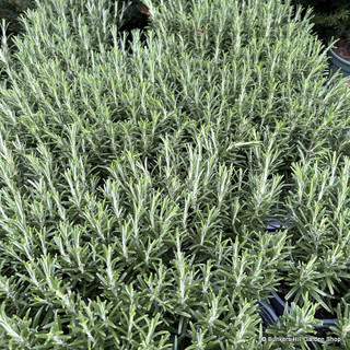 Rosemary officinale (5L)