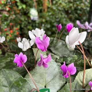 Cyclamen hederifolium (9cm)