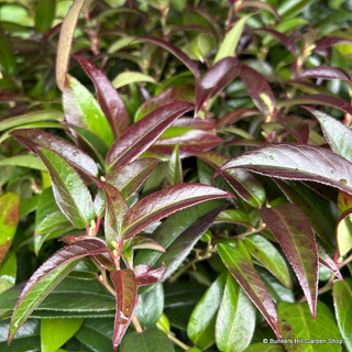 Leucothoe keiskei 'Royal Ruby'