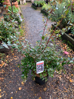 Abelia grandiflora - 5ltr pot