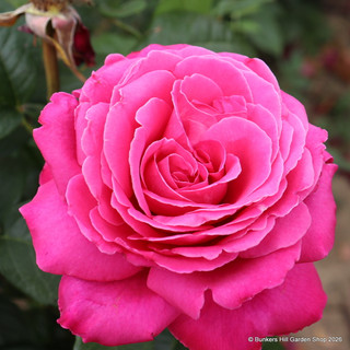 Birthday Boy - Hybrid Tea (Standard Rose)