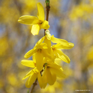 Forsythia x intermedia (13ltr)