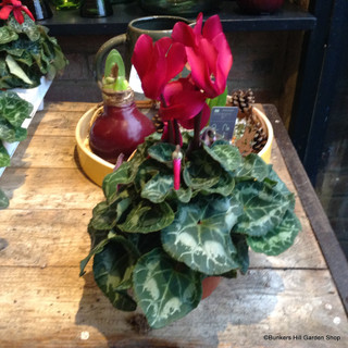 Large cyclamen - red, white or pink