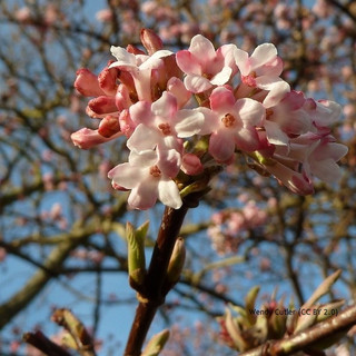 Viburnum bodnantense 'Dawn' 80-100cm rootball