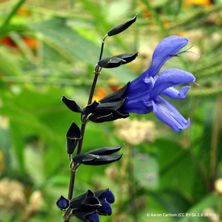 Salvia guaranitica 'Carine's Amazing Blue' 2ltr