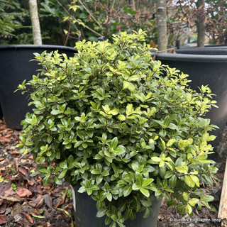 Pittosporum tenuifolia 'Gold Ball' 40-50cm (10ltr)