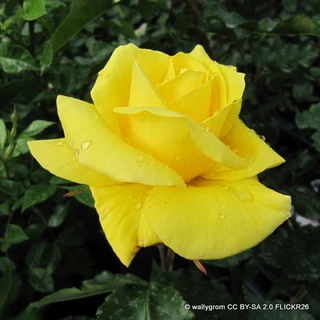Korresia - Floribunda Rose