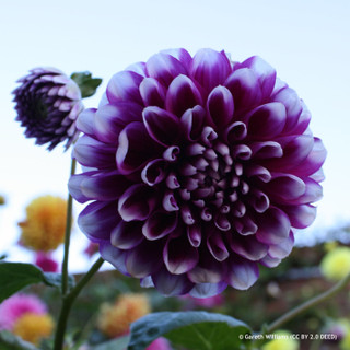 Dahlia 'Edinburgh' (1 tuber)