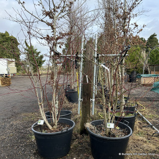 Cornus alternifolia 150-175cm multistem