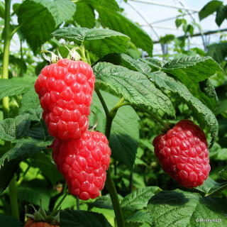 Raspberry 'Malling Jewel' - 3 canes