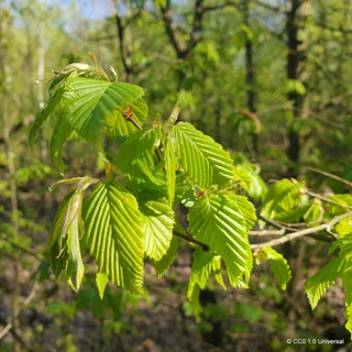 Carpinus betulus (Hornbeam) 150-175cm bare root
