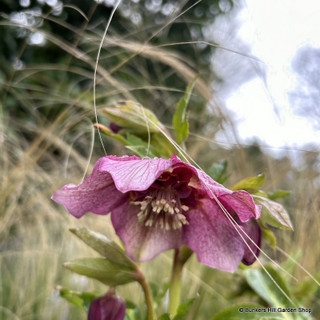 Helleborus x hybridus 'Tutu' - 1.5ltr