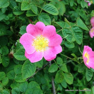 Rosa rugosa (Hedgehog Rose) INSTANT - pink or white