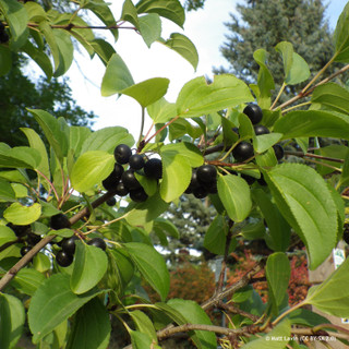 Rhamnus cathartica (Common Buckthorn)