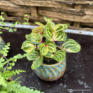 Foliage houseplants in decorative pots