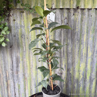 Hydrangea seemanii - (Climbing Hydrangea) 3L