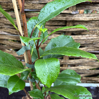 Hydrangea seemanii - (Climbing Hydrangea)