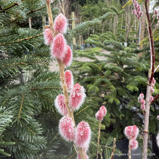 Salix gracilistyla 'Mount Aso' 10L