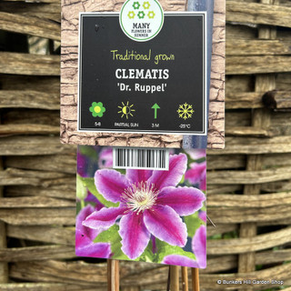 Clematis 'Dr. Ruppel' sq