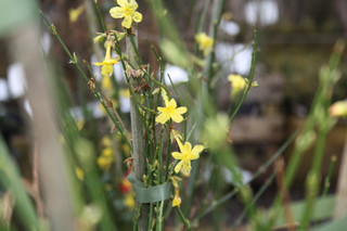 Jasminum nudiflorum (Winter Jasmine) 3L