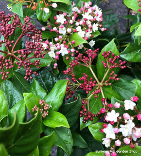 Viburnum tinus 'Gwenllian' 10L