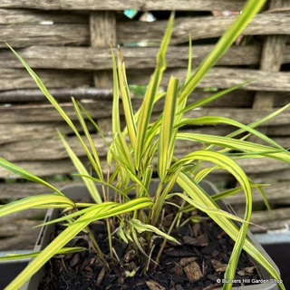 Hakonechloa macra. Aureola 2L