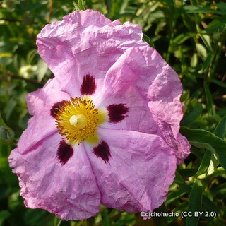 Cistus purpureus 5L