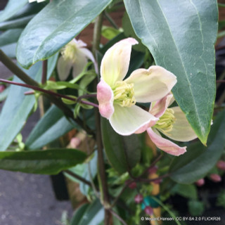 Clematis Armandii ‘Apple Blossom’