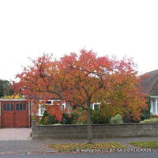 Prunus autumnalis 'Rosea' (Flowering Cherry) 80cm stem (5L)