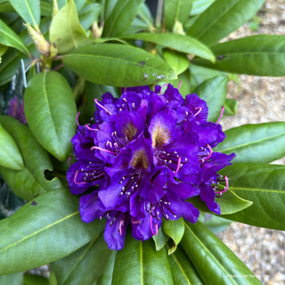 Rhododendron 'Marcel Menard'  5L