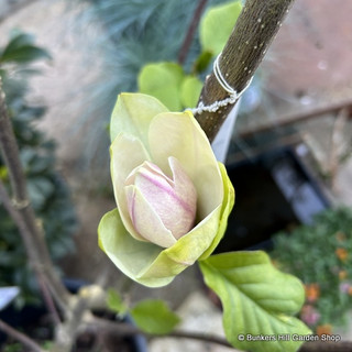 Magnolia 'Sunsation'