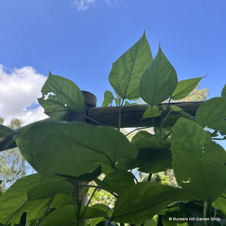 Catalpa Bignoniodes (Indian Bean Tree) 10/12cm RB