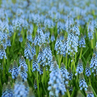 Muscari - mixed varieties