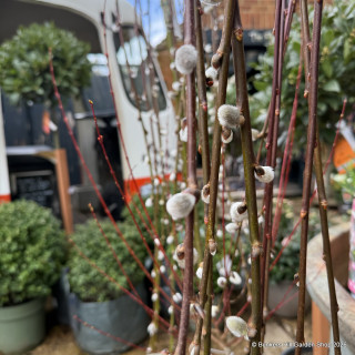 Salix caprea 'Kilmarnock' 120cm stem (7.5L)