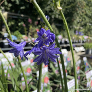 Agapanthus 'Northern Star' 2L