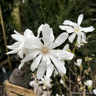 Magnolia stellata - 3L