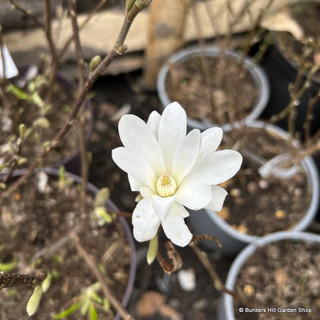 Magnolia stellata 'Royal Star' 12L