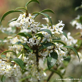 Osmanthus burkwoodii 100-125cm (36L)